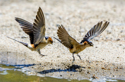 Swallows playing in the mud
