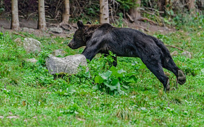 Flight (or fight..?)