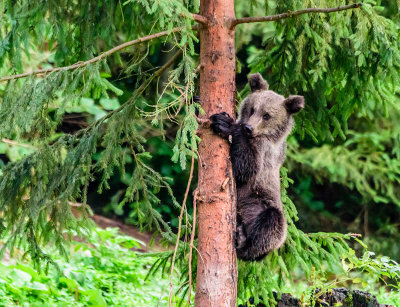 Hide and seek, mommy..?
