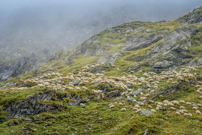 Sheep in the mist
