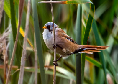 Bearded Reedling (male)