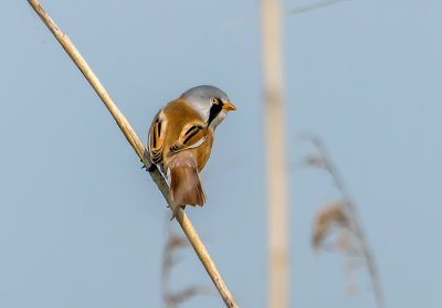 Bearded Reedling (male)