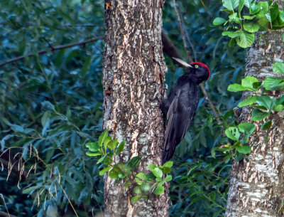 Black woodpecker