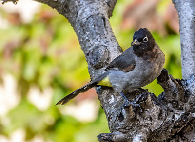 The spectacled bulbul