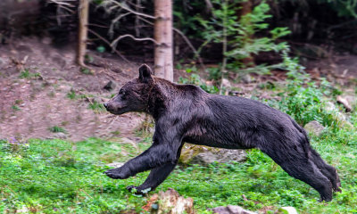 The chase