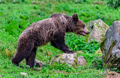 ...One bear up |