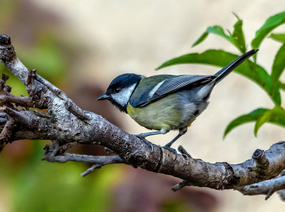 Mr. Tit is back in my yard