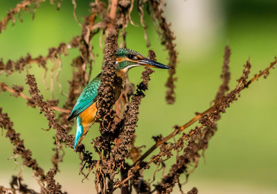 Your hide Mr. kingfisher is not efficient as MY hide
