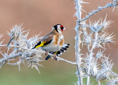 Goldfinch, what else ?