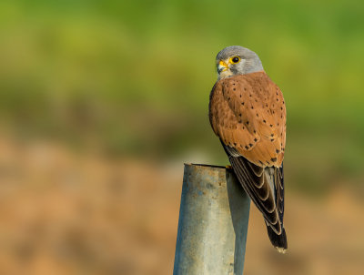 Kestrel