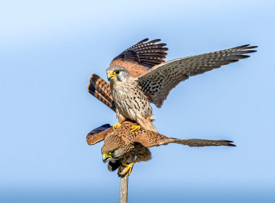 Mating