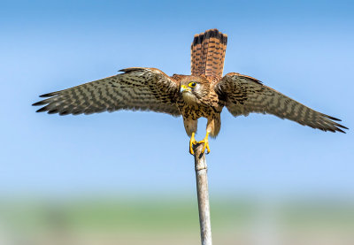 Balance