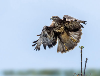 Common Buzzard