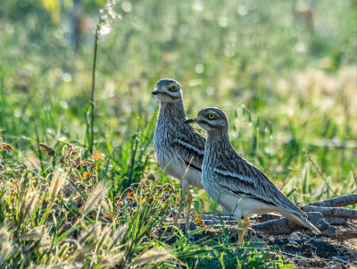 Stone Curlew & Spouse