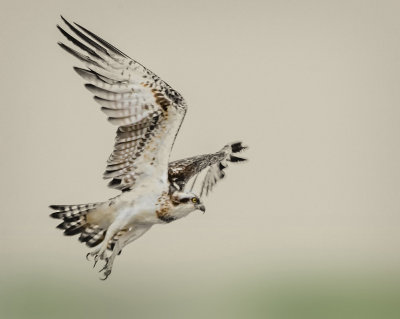 Osprey