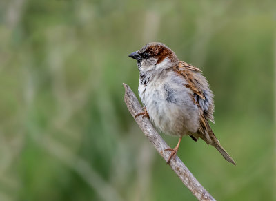 Mr. Sparrow