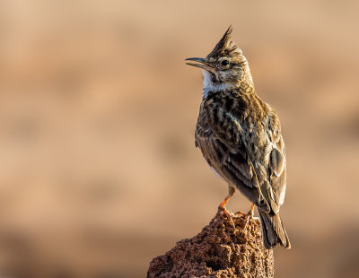 Crested Lark