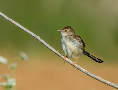 Graceful Prinia