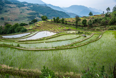 Xinjie - Rice Terraces