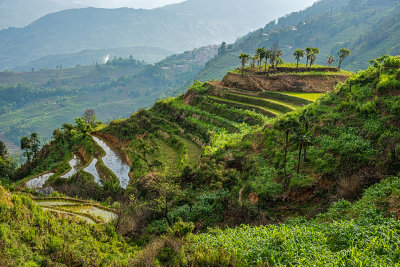 Xinjie - Rice Terraces