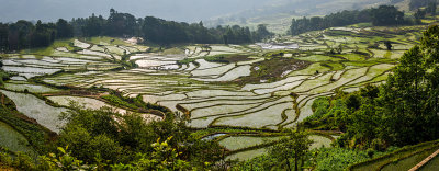 Rice Fields Panorama