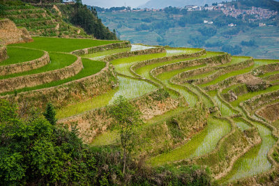 Rice Terraces, Xinjie