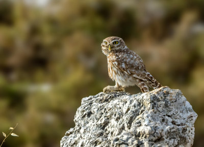 Little Owl II