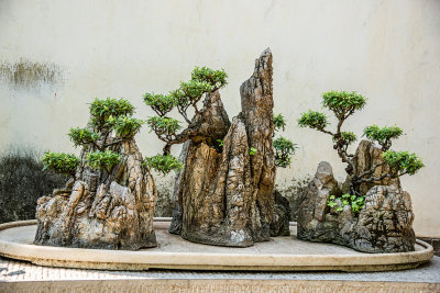 Penjing (bonsai) in Jianshui