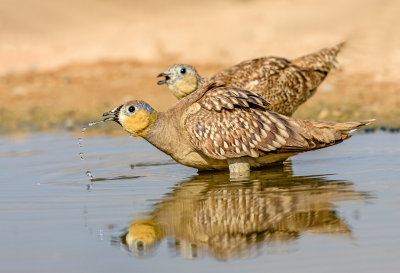 Crowned Sandgrouse