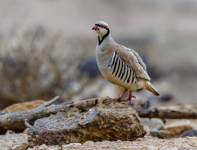 Partridge in the Negev Desert