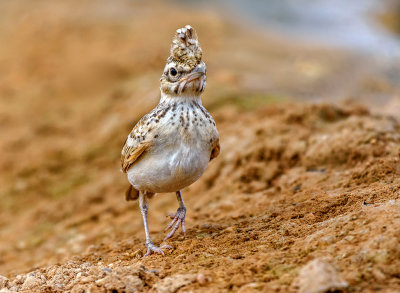 Crested Lark