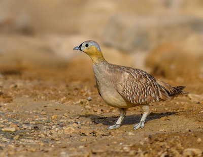 Crowned Sandgrouse