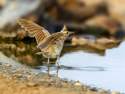 Crested Lark