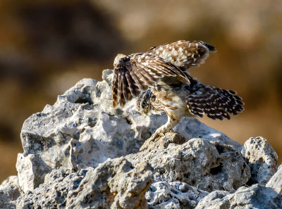 Little Owl