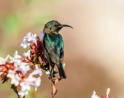 ...and this morning's lucky sunbird is:...