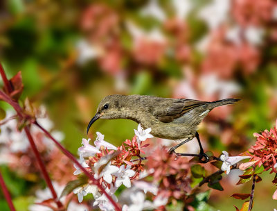 ...and a female sunbird