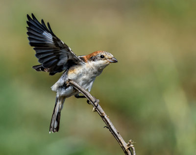 Woodchat Shrike