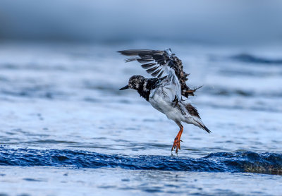 Turnstone out of the Waves