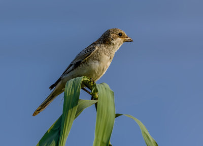 Red-Backed Shrike