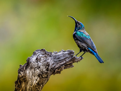 Sunbird (male)