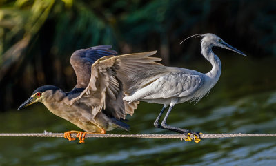 Life in the Marshland