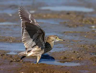 Wallows in the Mud