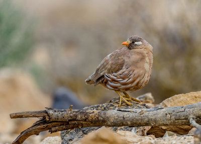 Sand Partridge - Negev