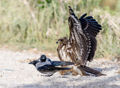 The Kite and the Ravens