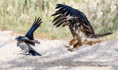 The Kite and the Ravens