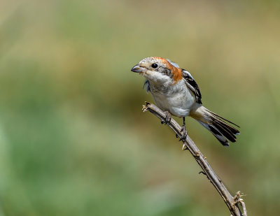 Shrike