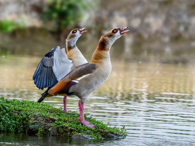 Egyptian Goose Crying to the Moon