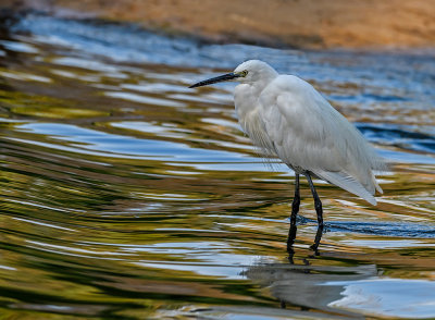 The Dream Fields of the Egret