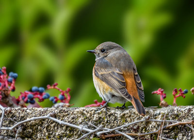 Redstart