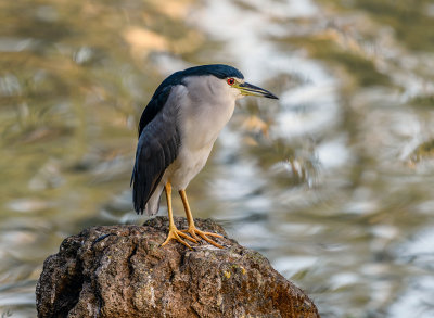 We had terrific light today. Me and Ms. Heron